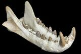 Fossil Hyaenodon Skull - South Dakota #131362-2